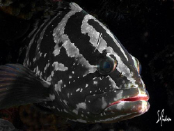 This image was taken during a dive in 2007 off Nassau. Th... by Steven Anderson 